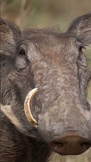 The Warthog Is More Dangerous Than You Think! 🐗