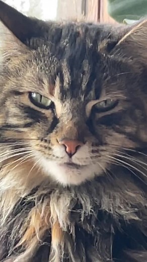 Eye Contact Moments with Kit the Cat