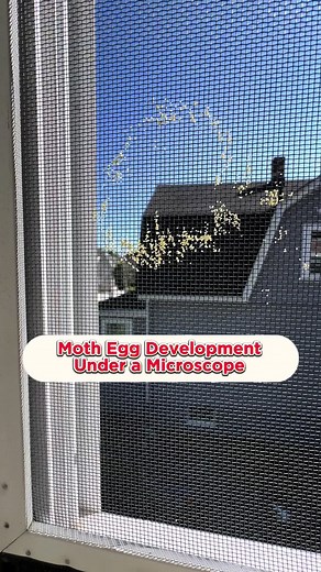 Fascinating Moth Egg Development Captured in Detail