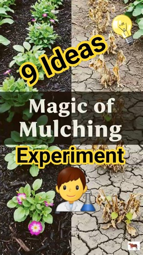We Tested 9 Types of Mulch.Which One Is Best for farming? #mulching #naturalfarming