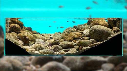 养了这么多鱼独爱坦湖黄帆天堂鸟