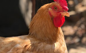 它跳跃起来真的很优雅_哔哩哔哩_bilibili