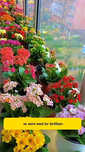 313K views · 8.2K reactions | When your plant blooming | Terra Nursery | Facebook