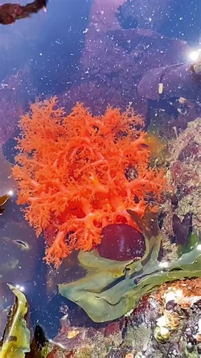 Exploring Cucumaria Miniata in Tidepools