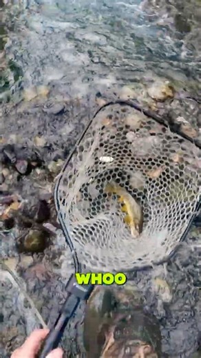 TINY creek = TINY trout