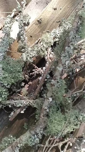 usnea lichen identification and benefits. natural doxycycline dual extraction available now. https://herbmeds.etsy.com #usnea #antibiotics #doxycyline #herbalism #herbalmedicine