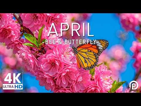 Springtime Splendor 4K | Fluttering Butterflies & Blossoming Flowers 🌸 A Nature's Awakenin