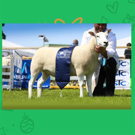 2K views · 24 reactions | Farmstock Genetics - Pedigree Livestock | Lleyn Sheep Society | Facebook