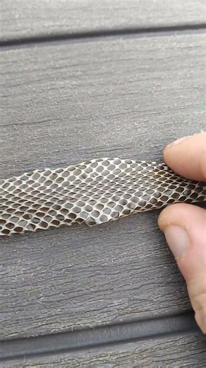 full snakes skin! redbelly