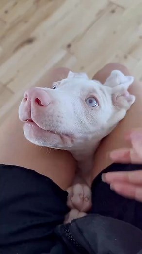 Albino Doberman Carly with his beautiful Blue #WhiteDoberman #WhiteDobermanPuppies #WhiteDobermanLove #DobermanWhite #WhiteDobermanCuties #AdorableWh | DoberMan Duby