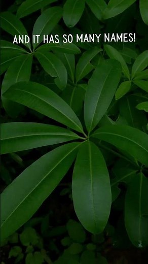 The secret story of Alstonia or Devil's Tree!