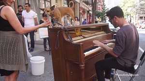 Doggy on a piano! This is an original piece I've been working on. | Piano Around the World