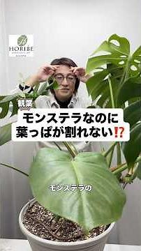 【解説】モンステラの葉っぱが割れない⁉️ #ほりべ造園 #北海道 #旭川市 #観葉植物 #モンステラ #再生栽培 #枯れた #庭作業 #植物 #ガーデニング #育て方 #植え替え #鉢増し