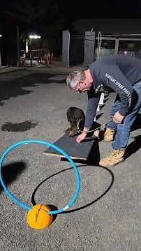Levi ~ June 2026 (Fri) VVH Puppy School obstacle course