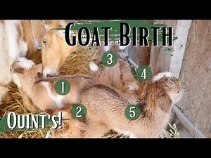 Huny Dew's Labor | I can't believe she had 5! | Nigerian Dwarf Goat Labor | Miniature Goat Birth