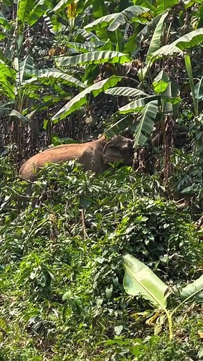 Visit Majestic Elephant Project to witness elephants doing what comes naturally - foraging in the jungle, relaxing in the river, taking mud baths, and interacting with each other. End an unforgettable day with a whitewater rafting adventure passing stunning scenery. Thanks to Gregory for his kind words about his experience at Majestic Elephant Project: “Loved the tour and learning about the elephants. I thought it was well paced and our tour guide was knowledgeable. Lunch was tasty, and ending w