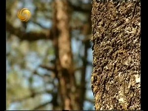 凤凰大视野--01中国远征军第九集松山血战