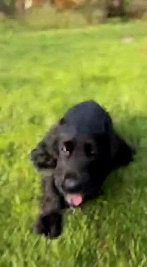 #englishcockerspaniel #cockerspaniel #cockerlife #cockeroftiktok #cockerworld