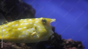 Yellow Angel Fish Pomacanthus annularis and Longhorn Cowfish Lactoria Cornuta underwater. The world under water, the ocean