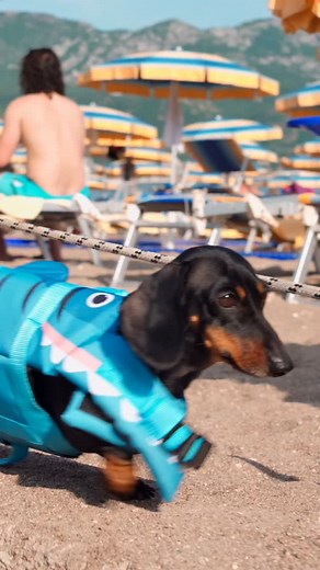 1.1K views · 9.4K reactions | I’m not a dog  Full version via link in bio ⬆️ | Puppy Jay & Doxie Din | Facebook