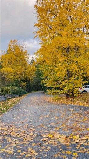 Autumn Forest Trail | Peaceful Fall Walk on a Leaf-Covered Path