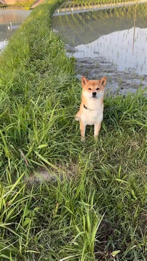 柴犬 明日の田植え準備で 水抜きに付き合ってくれてます 毎日が こんな感じです😢