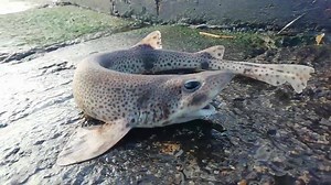 A stranded fish that goes by many names such as small-spotted catshark, sandy dogfish, lesser-spotted dogfish, Rough-hound or Moray. Was stranded in ramsgate this morning. It was put back into the sea and swam off. Catsharks are predators and feed on crabs, molluscs and other small fish. When threatened, they curl up into a donut shape - probably to look bigger and harder to eat! They are highly common around the UK and live close to the seabed in shallow waters down to 100m deep. They sometimes