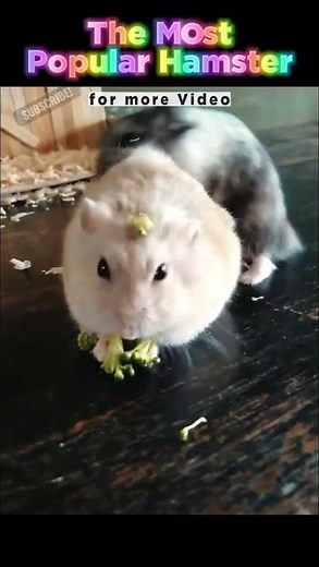Funny and Cute Hamsters Video Compilation