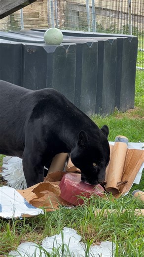 Bagheera, a feisty Black Jaguar, enjoys getting enrichment. #bagheera #blackcat #jaguar #enrichment #reels #reelit #reelitfeelit #reelsviral #animalvideo #shorts #shortvideo #catvideo #catvideos #TCWR #TurpentineCreek #GFAS #GlobalFederationAnimalSanctuaries #RescueToRefuge #Sanctuary #BigCat #Cats | Turpentine Creek Wildlife Refuge
