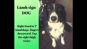 If you're spending more time than usual with your dog or cat, you might like to practice these Lámh signs for your pets. The Lámh Animal Poster will support your signing for more animals. SEE in the Lámh Shop http://bit.ly/LámhShopOnline 😊 And don't forget that all Lámh signs are FREE with OPEN ACCESS until the 31st of May. APPLY for your access HERE https://www.lamh.org/ | Lámh Sign