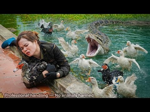 72 Hours of Terror 😱 Giant Python Hides Underwater to Ambush Ducks – Brave Girl Fights Back