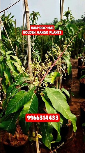 Nam Doc Mai Golden Mango Plants Available | Sweet Thai Mango Variety