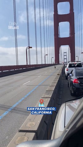 Lost deer briefly halts traffic on Golden Gate Bridge