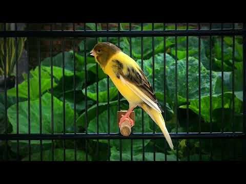 The Best Canary Singing Tempts All Canaries to Sing‼️ Belgian Canary 🐦
