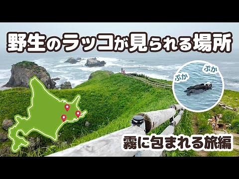 霧多布岬で野生のラッコ親子に癒される♪浜中町でルパン三世聖地巡り【犬連れ夫婦の北海道一周車中泊旅 #08】