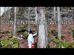 Logging Walnut for Furniture and Timber Frame Components