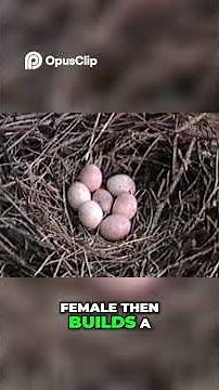 House Wren Backyard Bird Guide, Nesting, and Behavior #birds#birdlovers #birdphotography