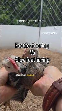 fast feathering Vs Slow feathering #chicksexing #chicken
