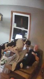 Sometimes you just want to cuddle I fit I sit lap dog life. #Dog #LapDog #GreatDane #DogBlanket | Larry_the_great_dane