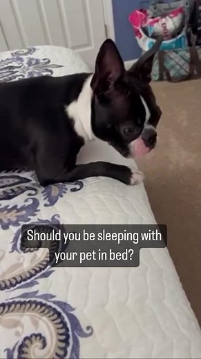 🐶🐱 Should I share my bed with my pet?