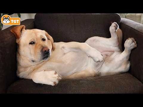 When God Sends You a Funny Dog 😆 #225 | Funny Dogs Compilation