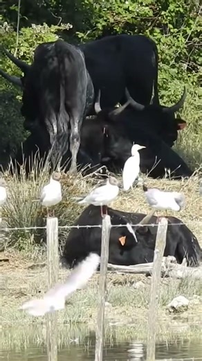 Les Mouettes, le Héron et les taureaux #birds #nature #gull #heron #bull #animals