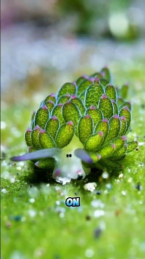 The underwater Sheep Runs on Sunlight