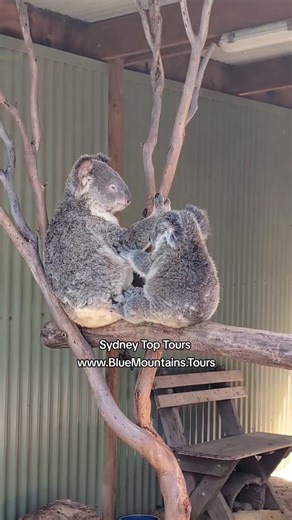 A koala mum cuddling her joey is the purest kind of love in the treetops 🐨💞🌿 #KoalaLove #WildlifeAustralia #Featherdale #NativeAnimals #VisitAustralia | Sydney Top Tours