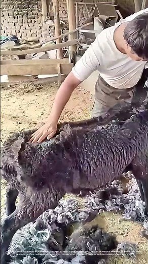 Shearing the Fleece: How Traditional Wool Harvesting Keeps Farms Thriving