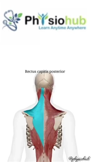 •neck extension muscle ll #subscribe#for#more#physio #hacks#anatomy #viral#viralnow#shorts#growth