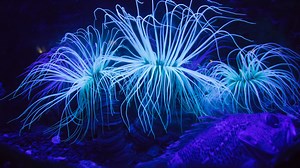 Bioluminescence likely originated in Octocorallia 540M years ago, study finds