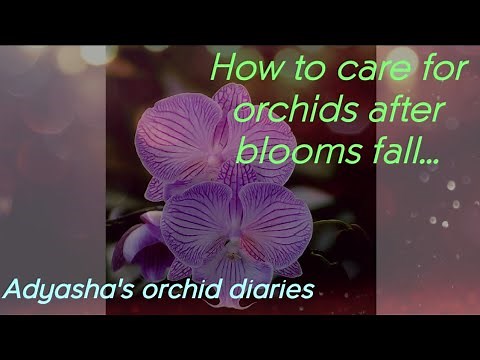 How to care for orchids after the blooms fall.(spikes to cut or keep)