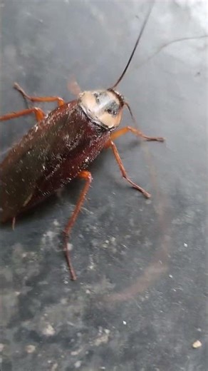 Cockroach sound #youtubeshorts #cockroach #animals #shorts