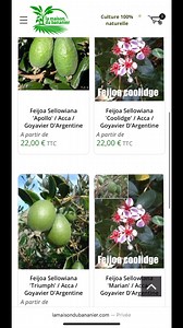 Magnifique variété qu’est le Feijoa , plante persistante , très belle floraison , très rustique fruit extraordinaire . À découvrir dans notre pépinière et sur le site internet www.lamaisondu bananier.com #lamaisondubananier #pepiniere #fruit #feijoa | Pépinière La maison du bananier